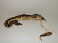 Pied-1.JPG