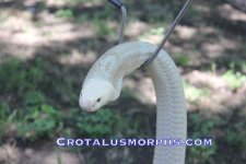 albino 4.jpg