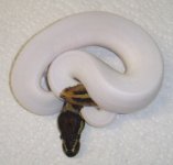 PiedF2(P1).jpg