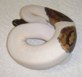 PiedF3(P1).jpg
