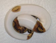 PiedF28(P1).jpg