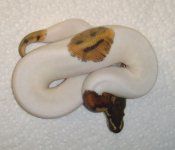 PiedM27(P1).jpg