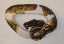 PiedF52(P2).jpg
