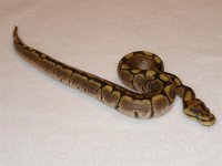 snake 5.jpg