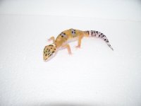 pics 021.jpg