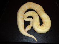 albino1.jpg