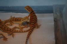 DSC_0126.jpg