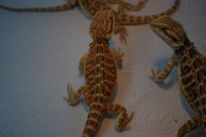 DSC_0130.jpg