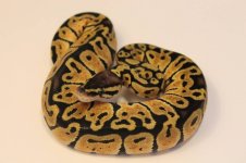 female pastel1.jpg