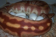 eggs.jpg