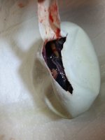 Fluffy X onyx egg cut.jpg