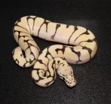 female fire bee 1.jpg