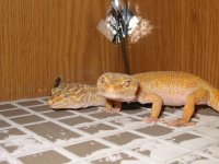 geckos 005.JPG