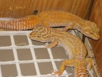 geckos 008.JPG