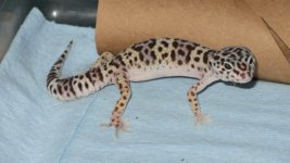 animal 029.jpg