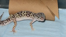 animal 028.jpg