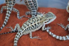 new baby dragons for sale 2010 002.jpg