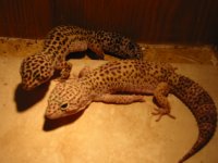 female 9-07.JPG