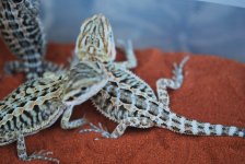 new baby dragons for sale 2010 003.jpg