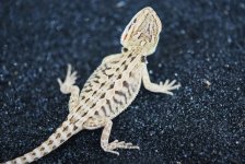 new baby dragons for sale 2010 004.jpg