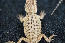 new baby dragons for sale 2010 008.jpg