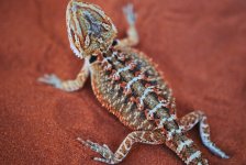 new baby dragons for sale 2010 001.jpg