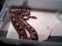ph albino 3.jpg