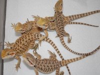 babies 2.jpg