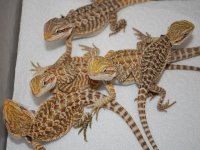 babies 3.jpg