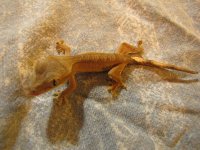 IMG_1118.jpg