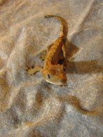 IMG_1124.jpg
