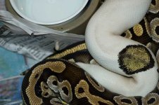 Mojo-Pied-7-31-10---smaller-file.jpg