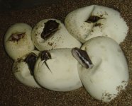moreheadsthaneggs.jpg
