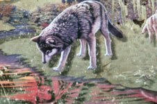 WolfMirror1.jpg