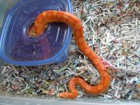 Snakes 8-23-2010 005.jpg