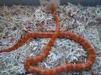 Snakes 8-23-2010 022.jpg