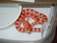 Snakes 8-23-2010 036.jpg