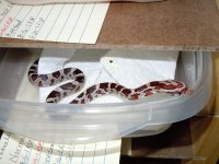 Snakes 8-23-2010 040.jpg