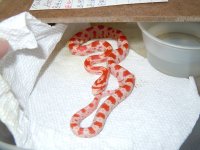 Snakes 8-23-2010 042.jpg