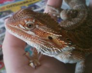 dragon.jpg