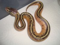 PastelGStripeClutch 006.JPG