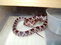 Snakes 8-23-2010 044.jpg