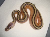 PastelGStripeClutch 009.JPG