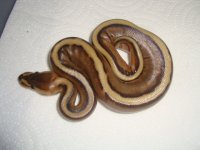 PastelGStripeClutch 002.JPG