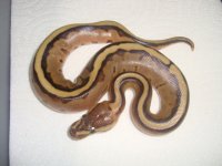 PastelGStripeClutch 004.JPG