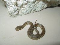 Melanogaster male 2 cb 2010.JPG