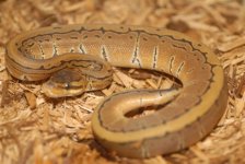 Pinstripe Het Albino Ball Python  300.jpg