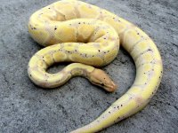 banana.jpg banana.jpg