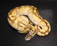 female enchi butter pastel.jpg