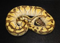 male enchi butter pastel.jpg